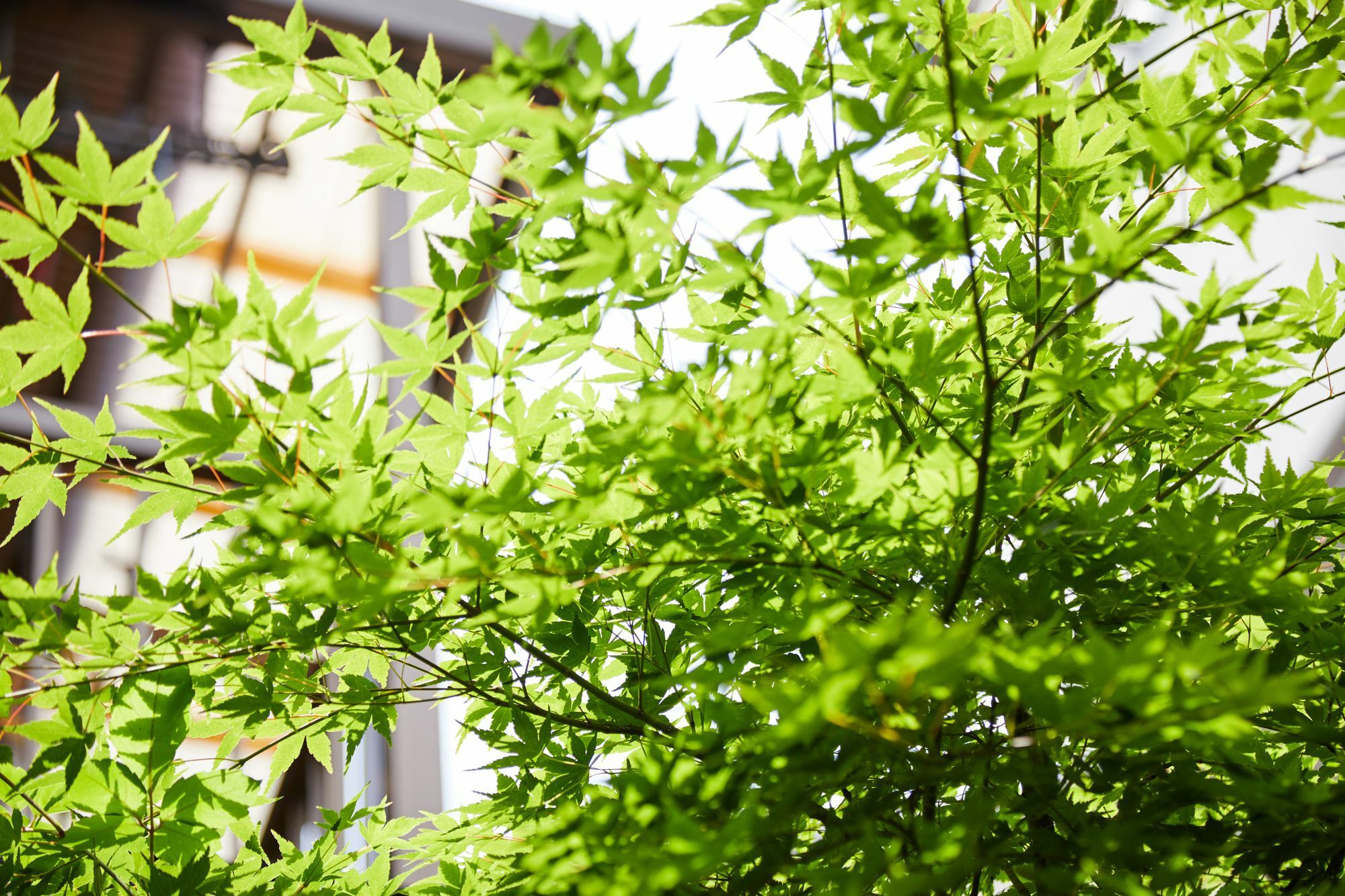 Tachibana An Villa Kyoto Exterior photo
